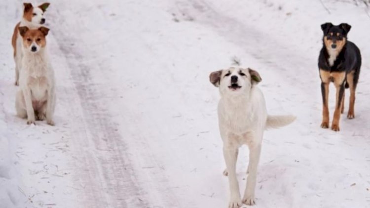 Ит аулап, етін дәмханаға өткізген