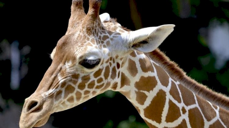 Өзбекстан зообағына Қазақстаннан барған керік аяздан өліп қалды