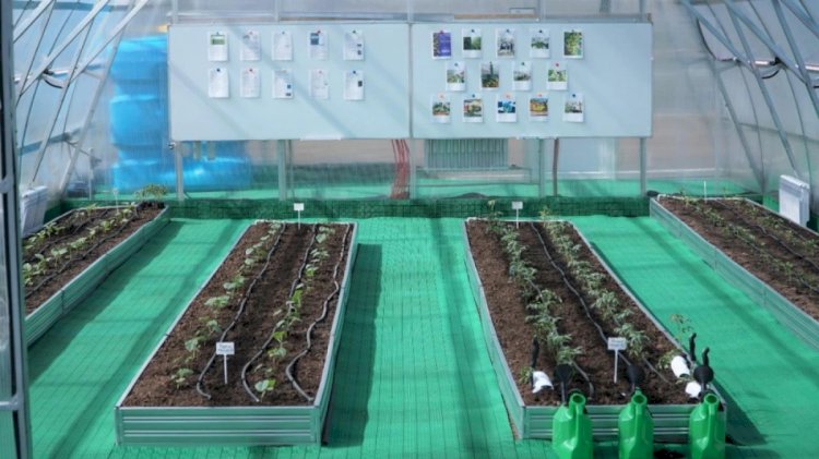 Алматылық оқушылар  өз еңбектерінің жемісін көріп жүр