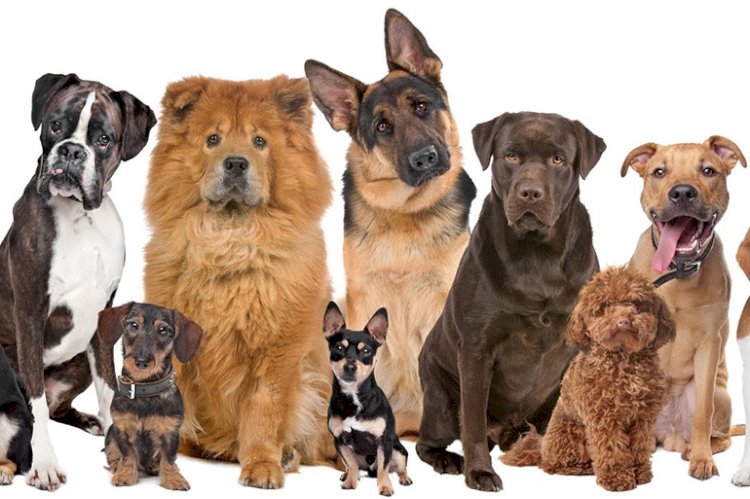 Ит етін сату мәселесі зерттелуде