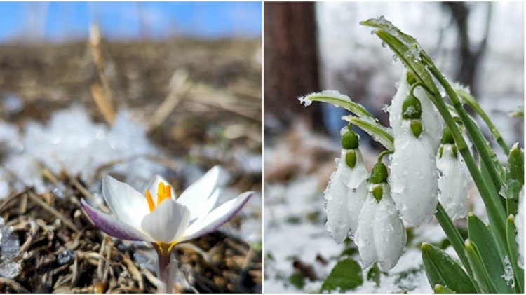 Алматыда бәйшешектер бүр жарды