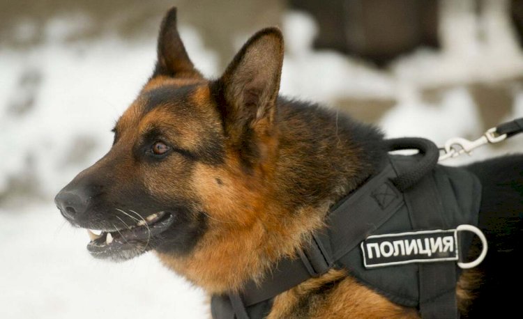 Кинологиялық қызмет көмегімен 636 келіден астам есірткі тәркіленді