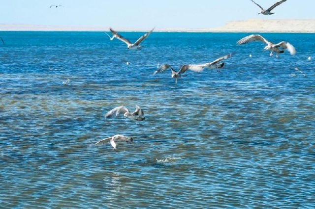 Арал теңізінің деңгейі жарты метрге көтерілді