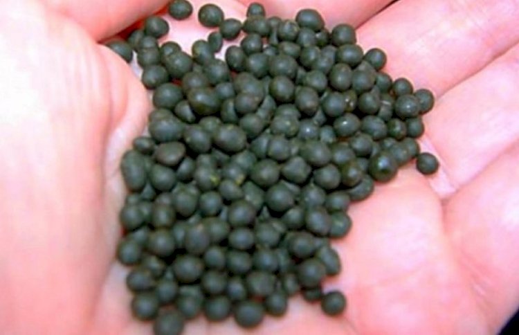 Қазақстаннан Ресейге 17 тонна насыбай апарған көлік ұсталды