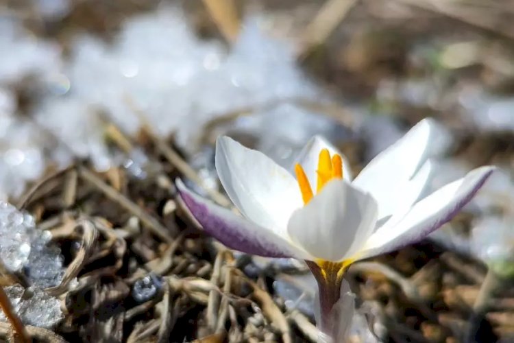 Гүлдерді жұлмау керек