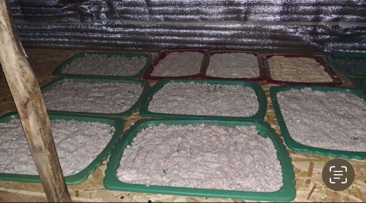 Алматы облысының полициясы кезекті есірткі зертханасын анықтады