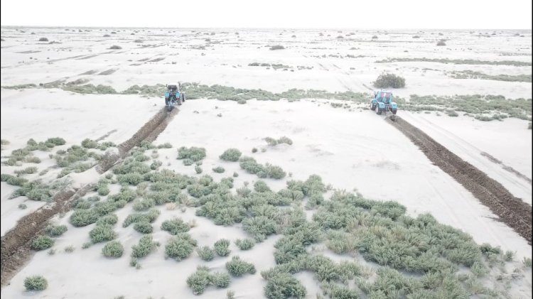 Аралды сексеуіл сақтай ма?