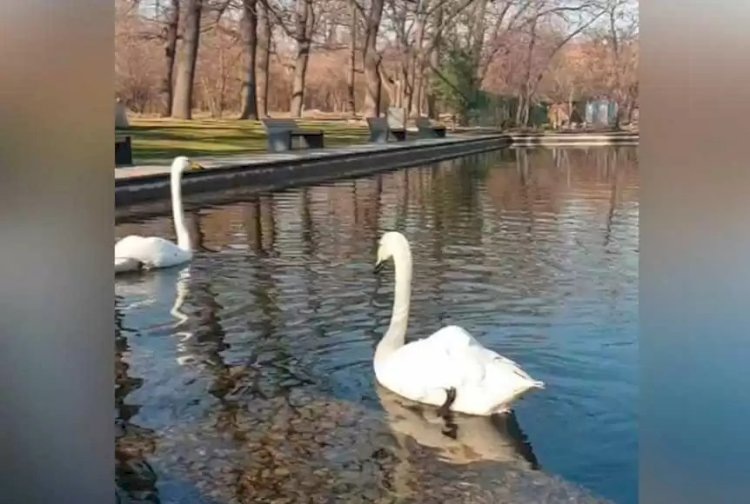 Айдынға аққулар оралды