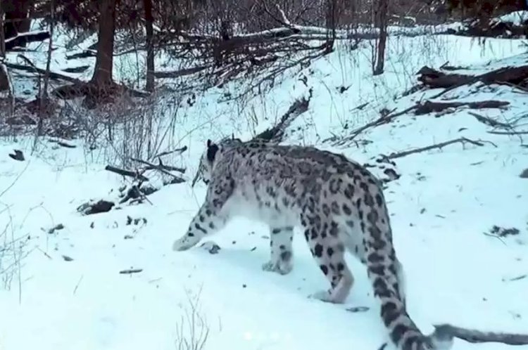 Жетісу Алатауында қар барысы мен арқарлар видеоға түсіп қалды