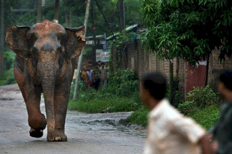 Үндістанда құтырған пілдер бірнеше адамды өлтірді