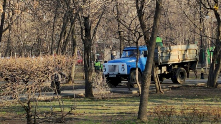 Алматылықтар Ганди саябағында тамырымен жұлынған бұталарға алаңдауда