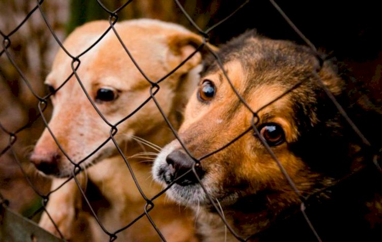 Қазақстанда жануарларды қорғауға арналған жедел желі іске қосылды