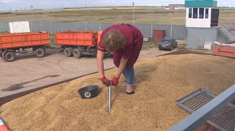 Қазақстанға бидайды автокөлікпен әкелуге тыйым салынады