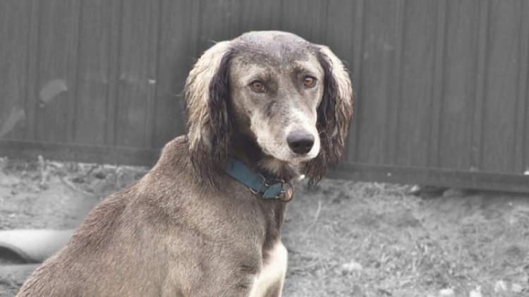 Иттің майын денеге жағуға бола ма?