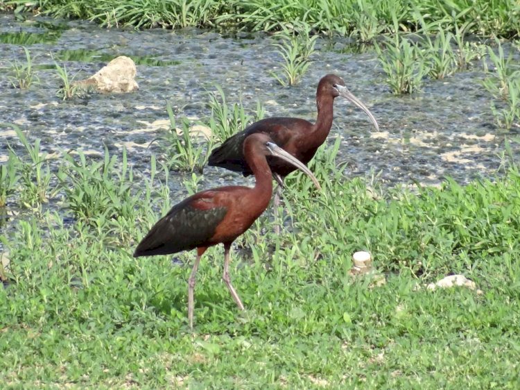 «Қаракөлге» қарабай құсы келді