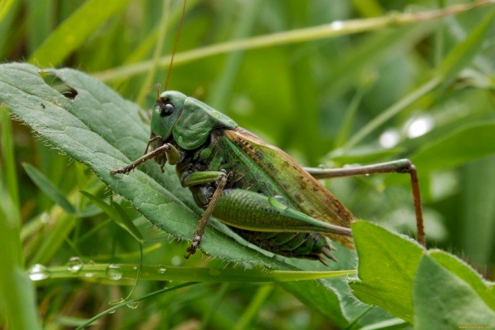 Ел бюджетінің 3,8 млрд теңгесі шегірткемен күреске бөлінді