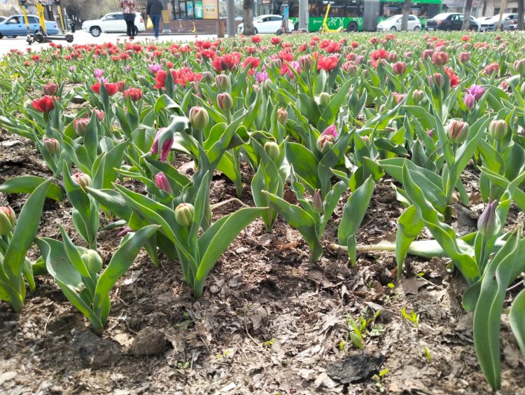 Алматыда қызғалдақ гүлдеді