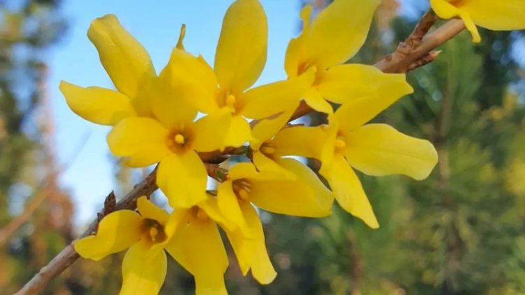 Көктемгі бақшаның патшайымы