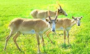 Ақбөкен атқандарды аямайды