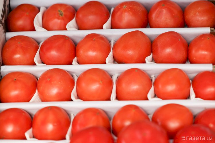 Қазақстанға жіберілген 43 тонна қызанақтан вирус анықталды