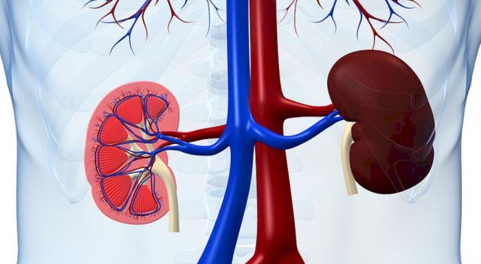 Елімізде бүйрек сатуды заңдастыру ұсынылды