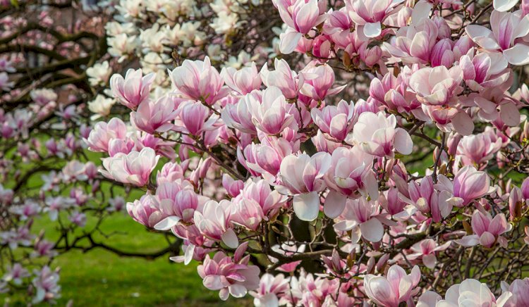 Алматының ботаникалық бағында магнолия гүлдеді