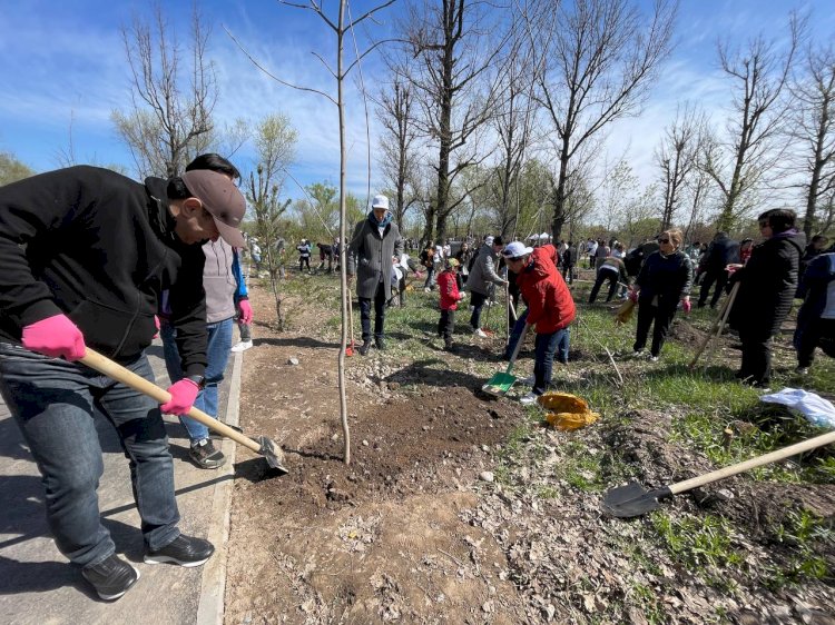 Алматыда 5 мың көшет отырғызылды