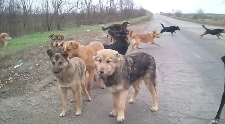 Қаңғыбас иттер мәселесі Экология министрлігіне жетті