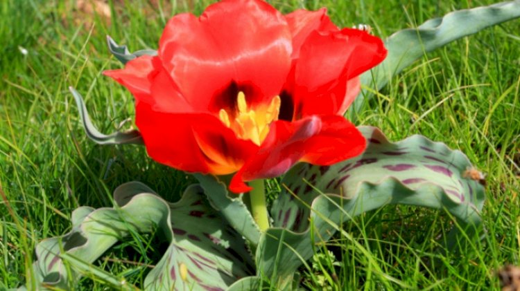 Қызыл кітапқа енген қызғалдақ гүлдеді