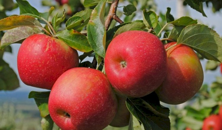 Алматыда «Apple Fest» фестивалі өтеді