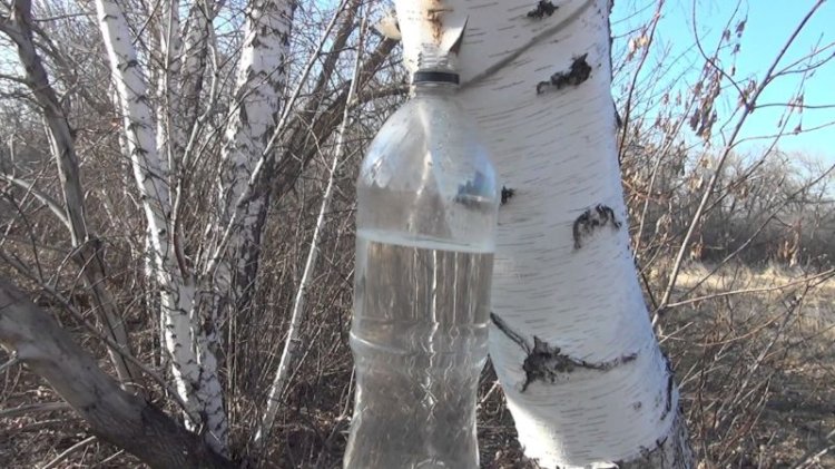 Ақ қайыңның көз жасы қанша тұрады?