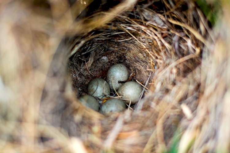 Мамыр – он екі айдың ең сұлуы