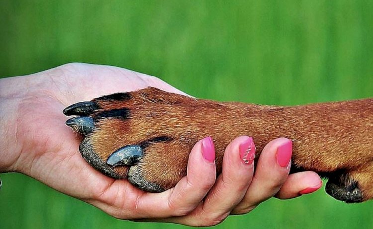 Алматыда бейбіт митинг өтеді