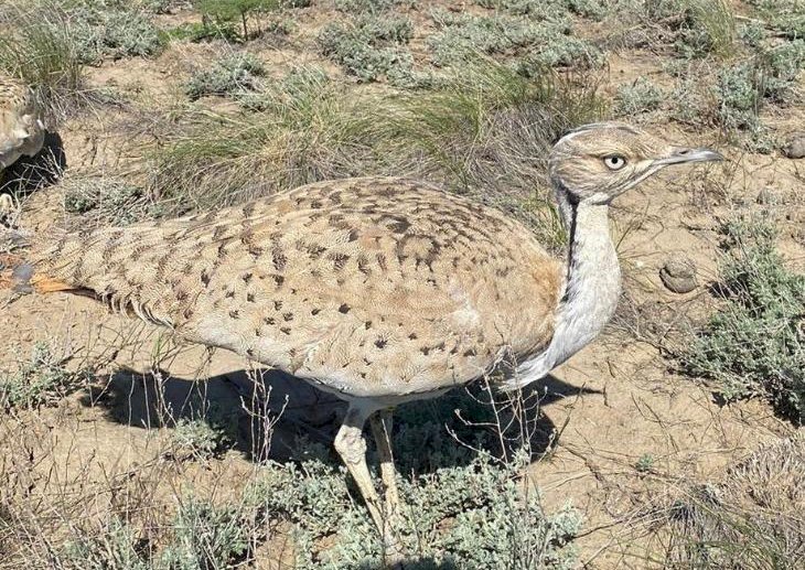 Қызыл кітапқа енгізілген жек-дуадақтар табиғи ортаға жіберілді