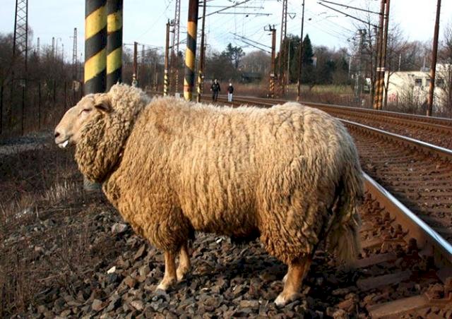 Алматы маңында пойыз шұғыл тоқтауға мәжбүр болды