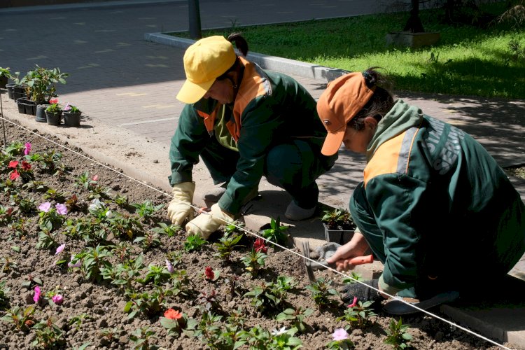 Алматыда гүл отырғызу жұмыстары жалғасуда
