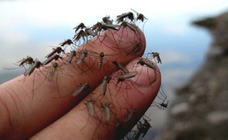 Маса маза бермей тұр