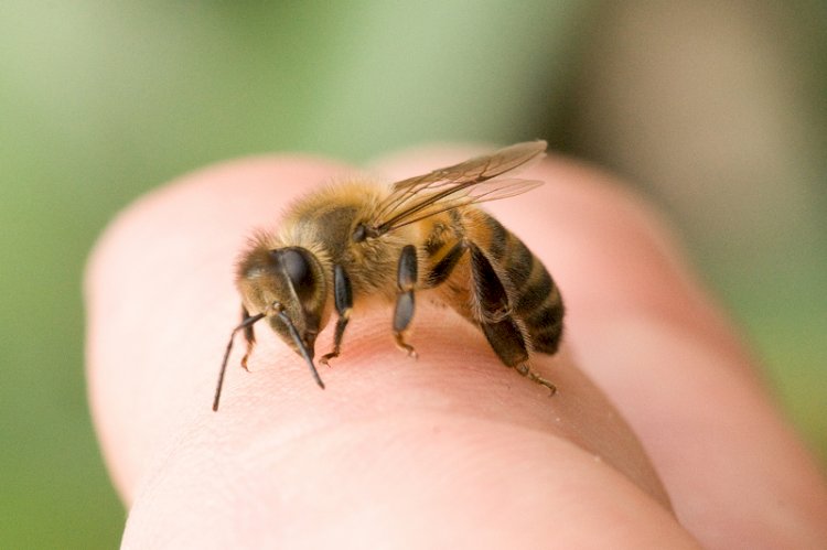 Ара шаққанда қалай әрекет ету керек?