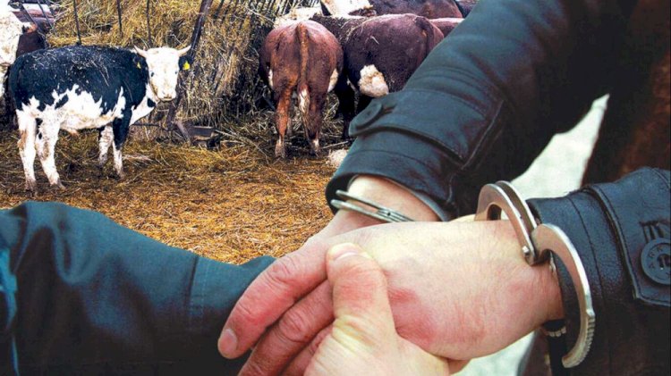 Мал ұрлаған 19 ұйымдасқан топ ұсталды