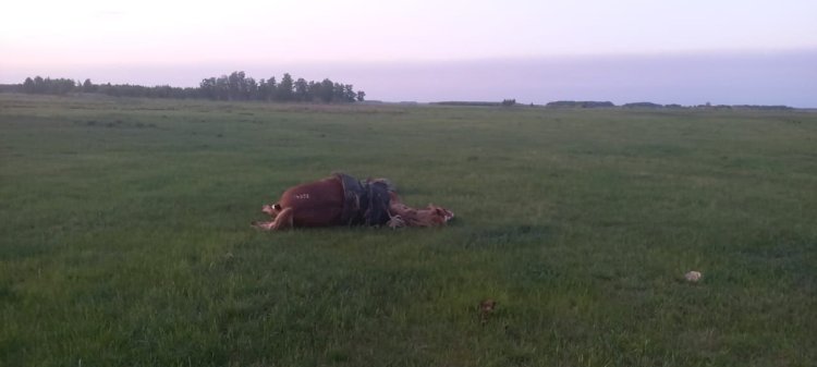 Солтүстік Қазақстан облысында найзағай малшыны атымен қоса мерт қылды