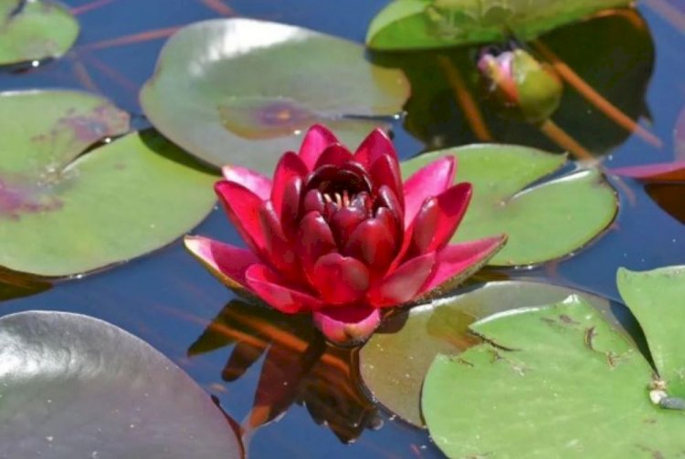 Алматыда түрлі аңыздарда айтылатын нимфеялар гүлдеді