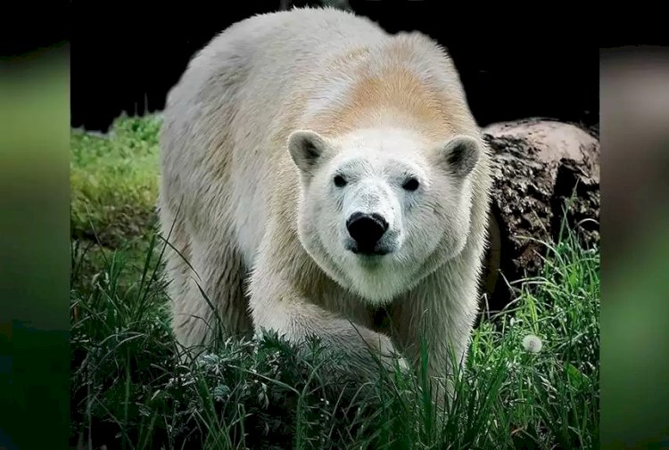 Алматы зообағына ақ аю әкелінді