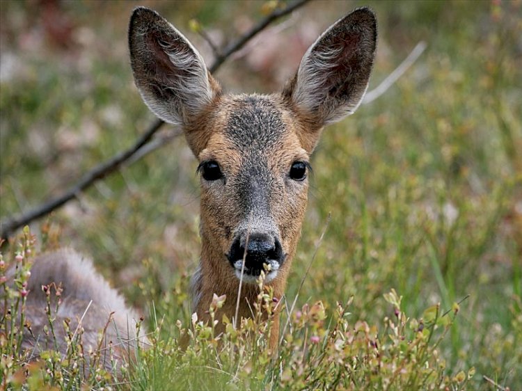 «Мырза» немесе «Құралай» амалы