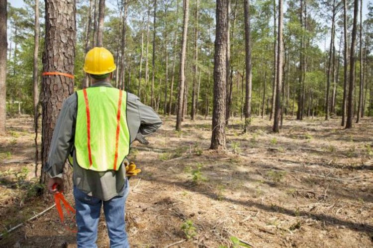 Келесі айдан бастап орманшылардың жалақысы көтеріледі