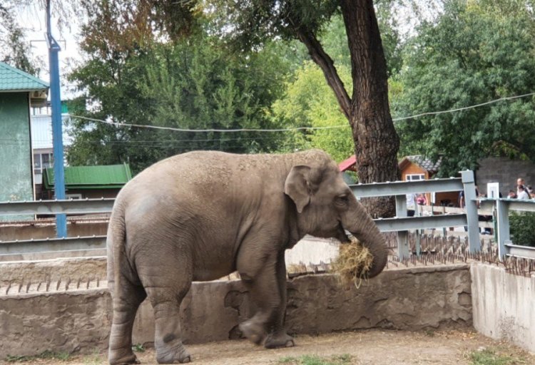 Алматы хайуанаттар бағында 3 870 жануар бар
