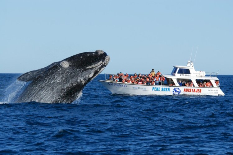 Киттер келді...