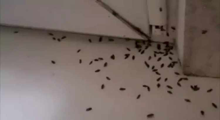 Алматылықтар үйлеріне қоңыз қаптап кеткеніне шағымданды