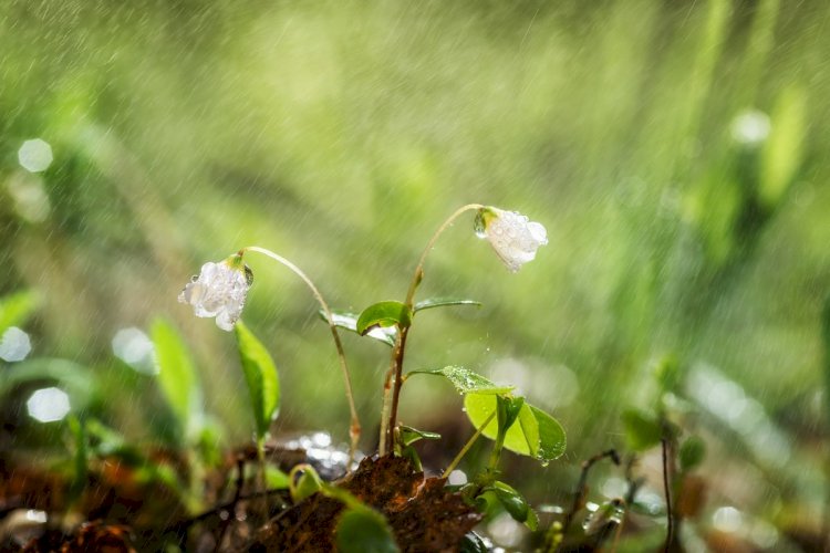 Елдің басым бөлігінде екпінді жел сақталады