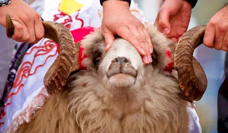 Қой бағасы қанша?