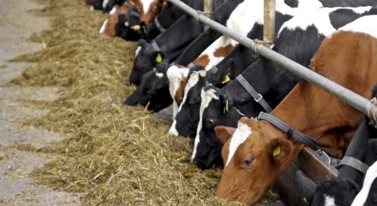 Қазақстаннан ұсақ малды шығаруға шектеу енгізілмек